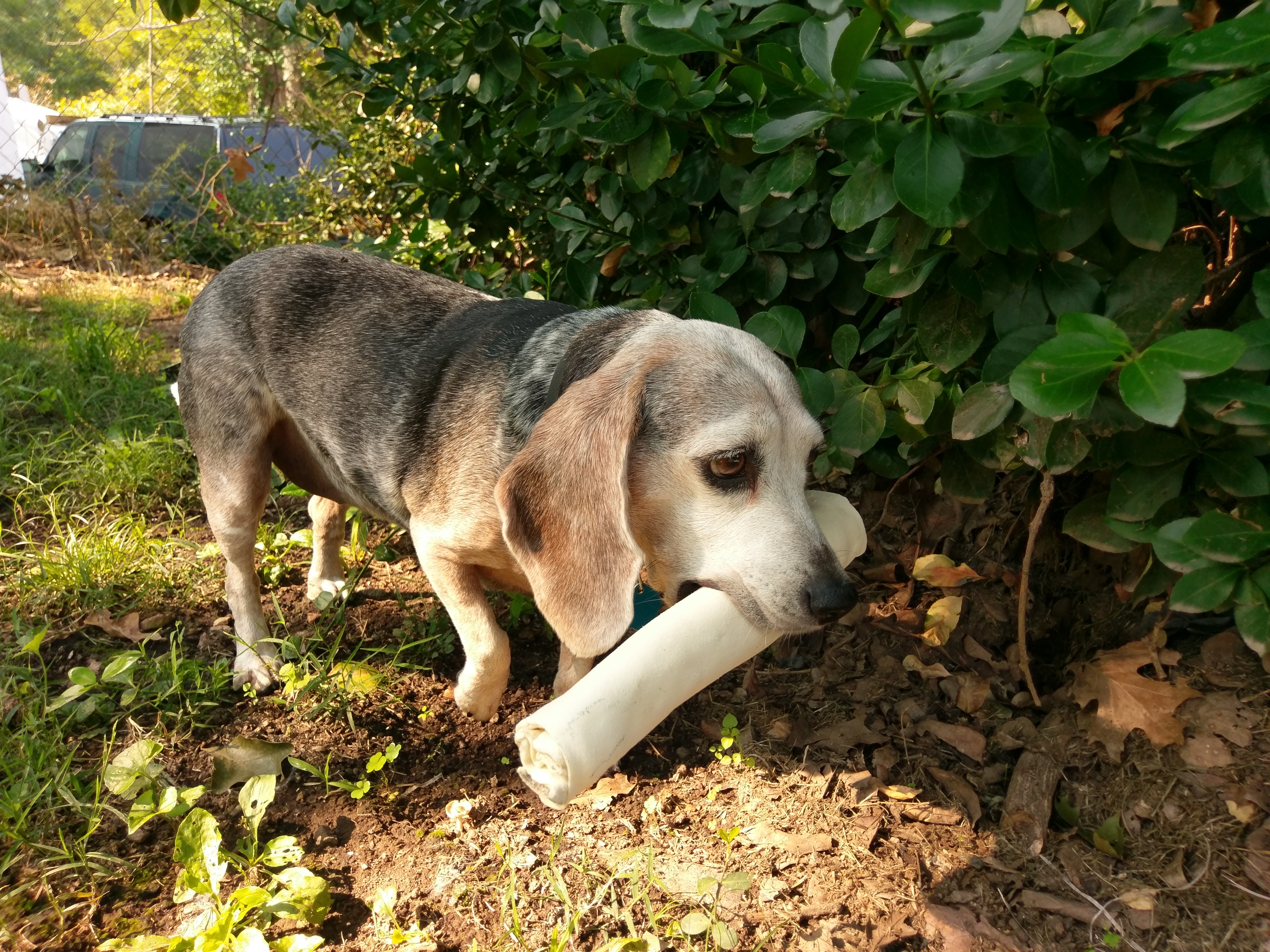 Bessie the Dog with a Bone.
